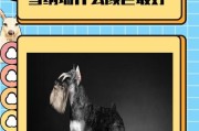 雪纳瑞犬——优秀的家庭宠物选择（独特品质与适应性，雪纳瑞成为许多家庭的最佳伴侣）
