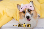 小狗挑食的原因及解决方法（为什么小狗会挑食？如何让小狗养成良好的饮食习惯？）