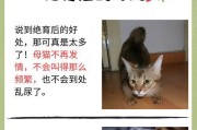 猫咪绝育侧切恢复时间及注意事项（详解猫咪绝育侧切手术后的恢复过程和注意事项）