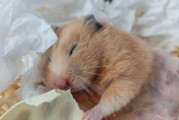 了解仓鼠品种及其外貌特征与性格（宠物仓鼠的多样性及可爱性格，陪伴你的理想选择）