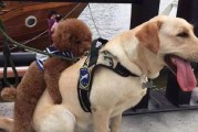 如何改掉宠物咬人的坏习惯（让你的爱犬不再咬人，从这15个小技巧开始）