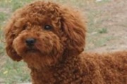 泰迪犬除了狗粮能吃什么？这4种美食挺好的