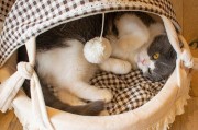 猫咪喜欢的猫窝类型（打造一个舒适宜人的猫窝环境）