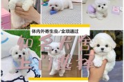 比熊犬（比熊犬价格的多样性和魅力性格的揭秘）