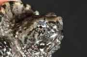 以鳄龟会生什么病（了解鳄龟的常见疾病及预防措施）