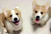 拉布拉多犬耳朵流脓的治疗方法（宠物养护小常识——关注拉布拉多犬耳部健康）