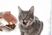 猫咪的良好便溺习惯培养之道（掌握这些方法让你的猫咪告别乱拉乱撒）