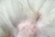 狗狗身上长痘痘的原因与处理方法（狗狗的皮肤问题及其解决方案）