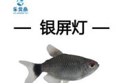 银屏灯鱼的饲养方法（打造稳定舒适的家庭水族箱环境）