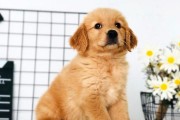 金毛寻回犬 | 饲养金毛犬的9大科学养育法则