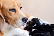 初生狗仔怎么喂养？幼犬要怎么喂养才好？