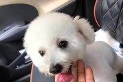 最粘人的小型狗品种——迷你杜宾犬（无与伦比的陪伴和忠诚，迷你杜宾犬成为最粘人的宠物狗）