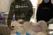 以萨摩耶怀孕六十天的变化——母犬身体、行为和饮食的改变（逐日观察与照顾，呵护宝宝的到来）