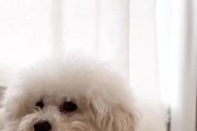 比熊的饮食需求与适宜狗粮选择（以比熊大吃什么狗粮为主题的详细分析）