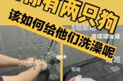 宠物店狗狗洗澡费用一览（宠物店洗澡价格及服务一览，了解狗狗洗澡需求和费用）