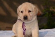 拉布拉多幼犬大便的颜色与健康状况（了解拉布拉多幼犬大便的颜色变化及其健康意义）