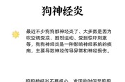 探索狗的特点（揭示人类最忠诚的伴侣——狗的秘密）