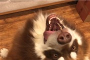 阿拉斯加犬为何咬食自己尾巴的毛？（探索阿拉斯加犬尾巴咬食行为的原因与解决方法）