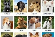 最新价格标准揭晓！六种常见宠物犬让你爱不释手（这里有你家宠物犬的价格？快来了解一下吧！）