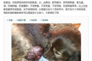 为什么对狗狗进行节育是明智之举（探讨狗狗节育的好处及其对狗狗及社会的影响）