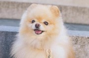 狼犬世界（了解多样性与特点，亲近人类最忠诚的朋友）