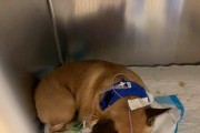 保护我们的宠物犬免受毒药伤害的方法（了解关于家狗中毒和正确应对的重要性）