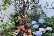 德国牧羊犬配种周期与下仔时间的研究（探索德国牧羊犬繁殖周期，提供科学配种建议）