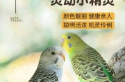 虎皮鹦鹉的繁殖周期及繁殖习性（探索虎皮鹦鹉繁殖习性，了解其繁殖周期与特点）