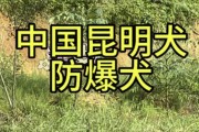 昆明犬（了解中国的国家级护卫犬品种-昆明犬）