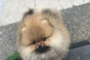 博美小狗为什么喜欢咬自己？（探究博美小狗咬自己的原因和解决方法）