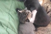 以英短的遗传基因病研究——探索宠物猫健康的关键（解析英国短毛猫的常见遗传基因病及其研究进展）
