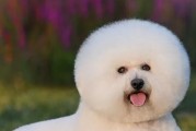 比熊（探究比熊犬的名字由来及意义）