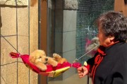金毛幼犬的水果饮食指南（营养丰富的水果对金毛幼犬的健康至关重要）