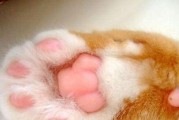 以蓝猫肉垫为主题的色彩盛宴（探索蓝猫肉垫的多彩色彩世界）