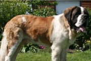 圣伯纳犬能否吃海鲜？（宠物饮食的重要性和海鲜对犬类的影响）