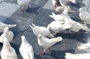 夏季遛狗的最佳时机（适宜遛狗的时间、天气和注意事项）