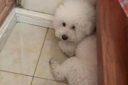 《小比熊，如何精心呵护？》（探究宠物小比熊的饲养技巧及关键要点）