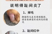 狗狗趾间炎的康复时间和方法（探讨狗狗趾间炎的治愈速度及有效疗法）