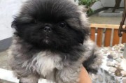《马尔济斯与京巴杂交的独特魅力》（探索这一奇妙犬种的完美结合）