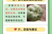 小猫为什么养不活？（探究小猫饲养失败的原因及解决方法）