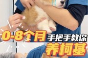 幼犬柯基洗澡的最佳频率（了解幼犬柯基洗澡的时间间隔和注意事项）