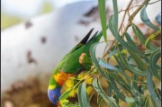 如何饲养鳞胸吸蜜鹦鹉（以宠物为主，让你的鳞胸吸蜜鹦鹉健康快乐）