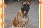 以马犬的多样品种及其养殖特点（探秘以马犬的品种分类和养殖难点）