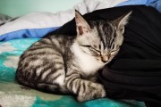 美短猫的睡眠需求及习惯（探讨美短猫每日睡眠时间和睡眠习惯）