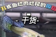 孔雀鱼的特征与饲养（探索孔雀鱼的独特之处及正确饲养方法）