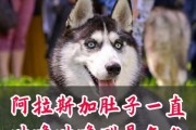 揭秘狗肚子为什么会咕噜咕噜叫的原因（探究狗肚子咕噜叫的声音背后的奥秘）