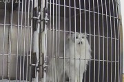 小猫五十天后需要接种的疫苗（保护小猫健康，及时接种疫苗）