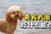 如何科学搭配贵宾犬的饮食？（营养均衡才是王道，适当搭配可增强宠物免疫力）