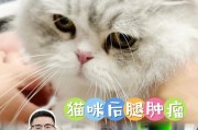 为什么猫咪动手术需要签字？（了解猫咪动手术的重要性和安全性，从签字开始）