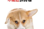 狗狗的饮食禁忌与适宜食物（了解你的狗狗可以吃什么和不能吃什么，健康饮食指南）